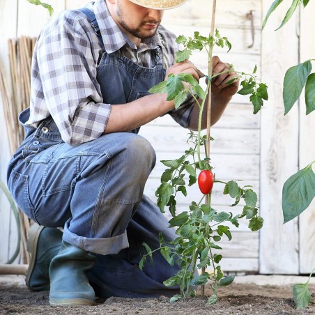 50 x Tutor de bambú 90 cm, diámetro 6-8 mm. Varillas de bambú para Uso agrícola, Sujetar árboles, Plantas y hortalizas