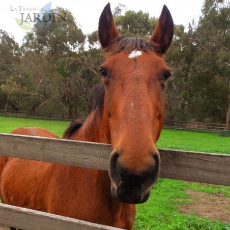 Terrassendielen aus behandeltem Holz, ideal für jede Art von Konstruktion. Abmessungen: 4,5 x 9 x 300 cm.
