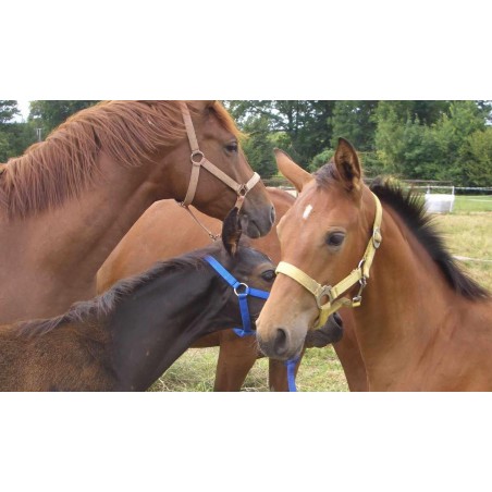 5 x Plastic Salt Lick Stone Holder, Square Shape, 24x22x22 cm