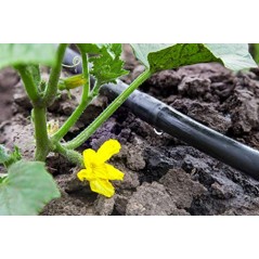 Set di 100 Raccordo irrigazione a goccia 16mm con Anello di Sicurezza | Manicotto connettore tubo 16 mm | Raccordo Goccia per Tu