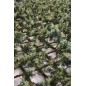 Treillis en osier cyprès, ajoute une touche rustique et élégante à votre environnement, 100x200 cm Treillis en osier cyprès, ajoute une touche rustique et élégante à votre environnement, 100x200 cm