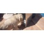 Automatic dog feeder 50 liters 40x35x80 cm Automatic dog feeder 50 liters 40x35x80 cm