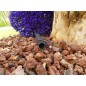Pack 50 Abrazadera riego por goteo 16mm | Util para Tuberia de 16mm | Sujección del tubo para Riego por Goteo Pack 50 Abrazadera riego por goteo 16mm | Util para Tuberia de 16mm | Sujección del tubo para Riego por Goteo