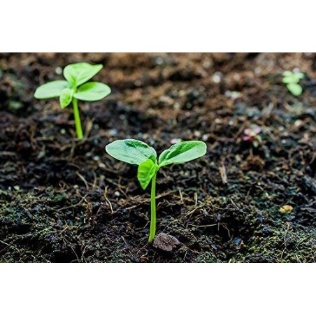 Fertilizzante azotato UREA 46%, 1 kg. Utilizzato in tutte le colture, crescita rapida e maggiore colorazione delle piante.