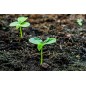 UREA 46% Nitrogen Fertilizer, 40 Kg bag UREA 46% Nitrogen Fertilizer, 40 Kg bag