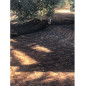 Olive and almond harvesting mantle 6 x 6 m, 75 gr / m2 Olive and almond harvesting mantle 6 x 6 m, 75 gr / m2