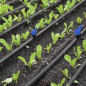 Lot de 50 Vanne départ PE avec joint pour gaine 16mm. Vanne cannelée pour l'irrigation goutte à goutte de haute qualité Lot de 50 Vanne départ PE avec joint pour gaine 16mm. Vanne cannelée pour l'irrigation goutte à goutte de haute qualité