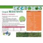 Resistant grass seeds 5 Kg Resistant grass seeds 5 Kg