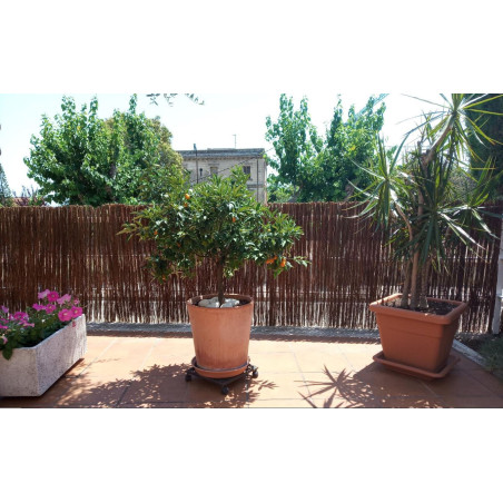 Recinzione di occultamento in giunco combinato con vimini 1 x 3 metri. Occultamento 95%