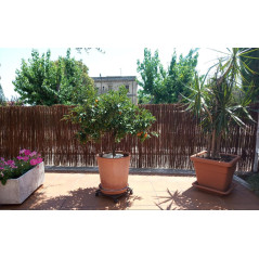 Valla Natural Brezo + Mimbre 1,50 x 3 metros | Valla de Mimbre Ocultación 95% | Cerramiento Natural Jardin Terraza Cañizo