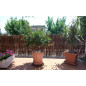 Bruyère de jardin 2 x 3 mètres, occultation de 95%, pour terrasses, jardins et délimitation de parcelles Bruyère de jardin 2 x 3 mètres, occultation de 95%, pour terrasses, jardins et délimitation de parcelles