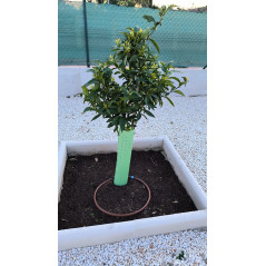 Pack 25 Tubo protector de árboles 40 cm | Protege tus plantas de animales roedores y diferentes plagas