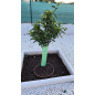 Pack 25 Tubo protector de árboles 40 cm | Protege tus plantas de animales roedores y diferentes plagas Pack 25 Tubo protector de árboles 40 cm | Protege tus plantas de animales roedores y diferentes plagas