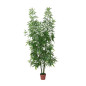 Plante de Bambou Artificielle 200cm avec pot | Plantes en plastique pour la décoration de jardin intérieur et extérieur