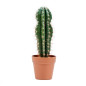 Plante Artificielle Captus Stetsonia Coryne 43cm avec pot | Plantes en plastique pour la décoration de jardin intérieur et extér Plante Artificielle Captus Stetsonia Coryne 43cm avec pot | Plantes en plastique pour la décoration de jardin intérieur et extér