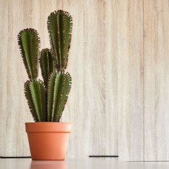 Plante Artificielle Captus Euphorbia Suzannae 57cm avec pot | Plantes en plastique pour la décoration intérieure et extérieure