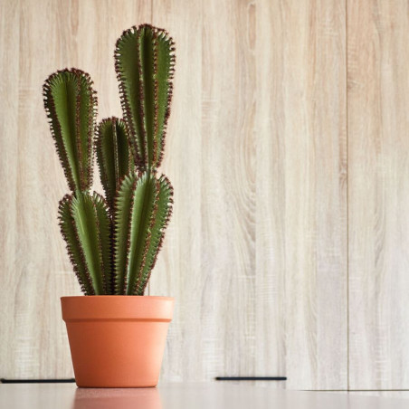 Plante artificielle Captus Euphorbia Suzannae 57 cm avec pot