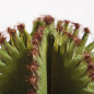 Plante Artificielle Captus Euphorbia Suzannae 57cm avec pot | Plantes en plastique pour la décoration intérieure et extérieure Plante Artificielle Captus Euphorbia Suzannae 57cm avec pot | Plantes en plastique pour la décoration intérieure et extérieure