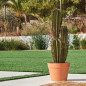 Plante Artificielle Captus Euphorbia Suzannae 57cm avec pot | Plantes en plastique pour la décoration intérieure et extérieure Plante Artificielle Captus Euphorbia Suzannae 57cm avec pot | Plantes en plastique pour la décoration intérieure et extérieure