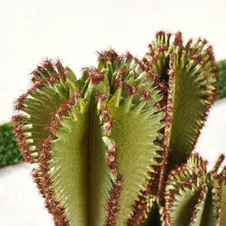 Plante artificielle Captus Euphorbia Suzannae 57 cm avec pot