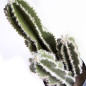 Plante Artificielle Captus Fairy Castles 62cm avec pot | Plantes en plastique pour la décoration de jardin intérieur et extérieu Plante Artificielle Captus Fairy Castles 62cm avec pot | Plantes en plastique pour la décoration de jardin intérieur et extérieu