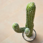 Plante Artificielle Captus Saguaro 82cm avec pot de fleurs | Plantes en plastique pour la décoration de jardin intérieur et ext Plante Artificielle Captus Saguaro 82cm avec pot de fleurs | Plantes en plastique pour la décoration de jardin intérieur et ext