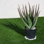Planta de Aloe Vera Artificial 81 cm com Vaso | Plantas de Plástico para Decoração de Jardins Internos e Externos Planta de Aloe Vera Artificial 81 cm com Vaso | Plantas de Plástico para Decoração de Jardins Internos e Externos