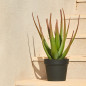 Planta de Aloe Vera Artificial 81 cm com Vaso | Plantas de Plástico para Decoração de Jardins Internos e Externos Planta de Aloe Vera Artificial 81 cm com Vaso | Plantas de Plástico para Decoração de Jardins Internos e Externos