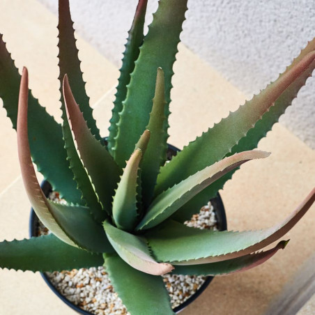 Plante d'aloès artificielle 81 cm avec pot | Plantes en plastique