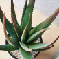 Planta de Aloe Vera Artificial 81 cm com Vaso | Plantas de Plástico para Decoração de Jardins Internos e Externos Planta de Aloe Vera Artificial 81 cm com Vaso | Plantas de Plástico para Decoração de Jardins Internos e Externos