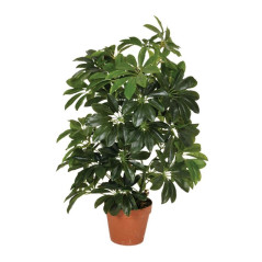 Planta Artificial Cheflera 65cm con Macetero | Plantas de Plástico para Decoración de Jardín Interior y Exterior