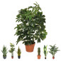 Plante Artificielle Cheflera 65cm avec pot | Plantes en plastique pour la décoration de jardin intérieur et extérieur Plante Artificielle Cheflera 65cm avec pot | Plantes en plastique pour la décoration de jardin intérieur et extérieur