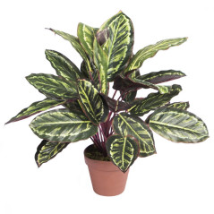 Plante Artificielle Calathea Zebra 49cm avec pot | Plantes en plastique pour la décoration de jardin intérieur et extérieur