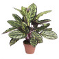 Plante Artificielle Calathea Zebra 49cm avec pot | Plantes en plastique pour la décoration de jardin intérieur et extérieur Plante Artificielle Calathea Zebra 49cm avec pot | Plantes en plastique pour la décoration de jardin intérieur et extérieur