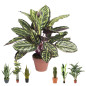 Plante Artificielle Calathea Zebra 49cm avec pot | Plantes en plastique pour la décoration de jardin intérieur et extérieur Plante Artificielle Calathea Zebra 49cm avec pot | Plantes en plastique pour la décoration de jardin intérieur et extérieur