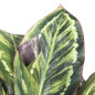 Plante Artificielle Calathea Zebra 49cm avec pot | Plantes en plastique pour la décoration de jardin intérieur et extérieur Plante Artificielle Calathea Zebra 49cm avec pot | Plantes en plastique pour la décoration de jardin intérieur et extérieur