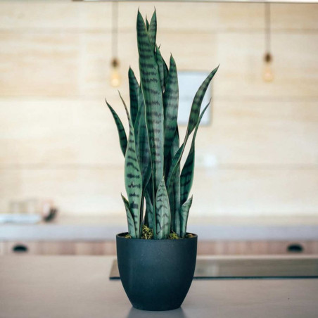 Pianta artificiale di Sansevieria da 70 cm con vaso | Piante di plastica