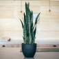 Plante Artificielle Sansevieria 70cm avec pot | Plantes en plastique pour la décoration de jardin intérieur et extérieur