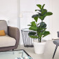Plante Artificielle Ficus Lyrata 120cm avec pot | Plantes en plastique pour la décoration de jardin intérieur et extérieur Plante Artificielle Ficus Lyrata 120cm avec pot | Plantes en plastique pour la décoration de jardin intérieur et extérieur