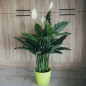 Plante Artificielle Voile de Vent 105cm avec pot | Plantes en plastique pour la décoration de jardin intérieur et extérieur Plante Artificielle Voile de Vent 105cm avec pot | Plantes en plastique pour la décoration de jardin intérieur et extérieur