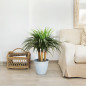 Planta Nolina Artificial 75 cm com Vaso | Plantas de Plástico para Decoração de Jardins Internos e Externos Planta Nolina Artificial 75 cm com Vaso | Plantas de Plástico para Decoração de Jardins Internos e Externos