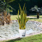 Pianta Artificiale di lingua di tigre bicolore 105cm con vaso | Piante di plastica per la decorazione di giardini interni e Pianta Artificiale di lingua di tigre bicolore 105cm con vaso | Piante di plastica per la decorazione di giardini interni e