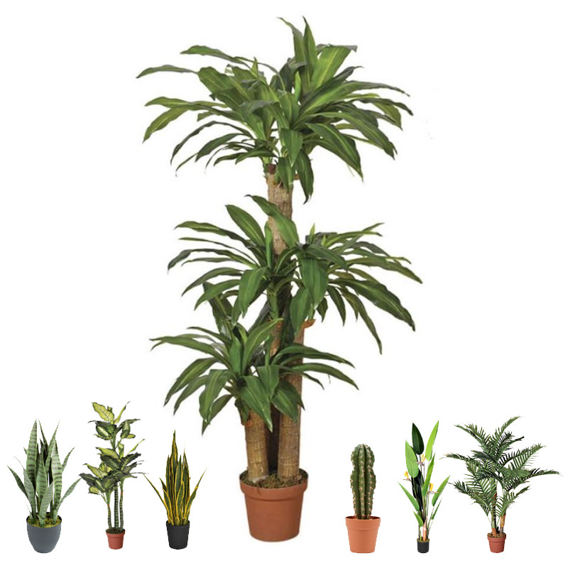 Pianta Artificiale  di Dracena 145cm con vaso | Piante di plastica per la decorazione di giardini interni ed esterni Pianta Artificiale  di Dracena 145cm con vaso | Piante di plastica per la decorazione di giardini interni ed esterni
