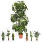 Plante Artificielle Cheflera 145cm avec pot | Plantes en plastique pour la décoration de jardin intérieur et extérieur