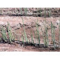 Tuyau goutte à goutte 16mm 2,5 bar, 400 m de long pour système de gicleurs Gardena, Rain Bird Tuyau goutte à goutte 16mm 2,5 bar, 400 m de long pour système de gicleurs Gardena, Rain Bird