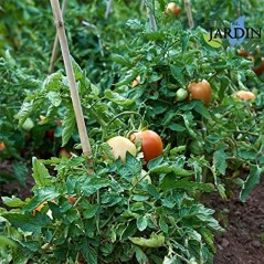 Lot de 50 Tuteur en Bambou 200 cm, 10-12 mm, Tubes en Bambou pour Plantes et Arbres, Baguettes de bambou, Canne de bambou