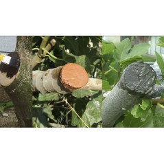 Pastol Mastic 250 gr pour Greffage et Taille | Protège, guérit et régénère les plaies des plantes