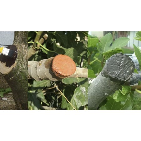 Mastic de greffage et de taille 250 g | Protège, cicatrise et régénère les plaies des plantes