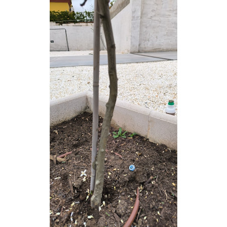 Mastic de greffage et de taille 250 g | Protège, cicatrise et régénère les plaies des plantes
