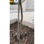 Pastol Mastic 1 Kg pour Greffage et Taille | Protège, guérit et régénère les plaies des plantes Pastol Mastic 1 Kg pour Greffage et Taille | Protège, guérit et régénère les plaies des plantes